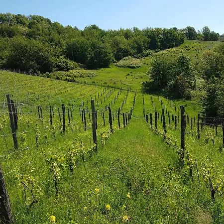 Between Langhe And Monferrato Canelli