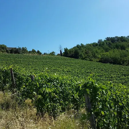 Between Langhe And Monferrato Lejlighed Canelli