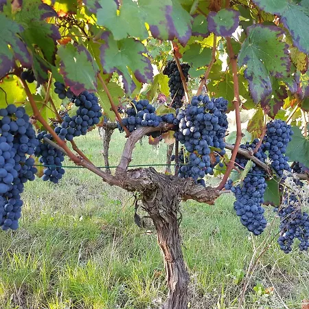 Between Langhe And Monferrato Lejlighed *